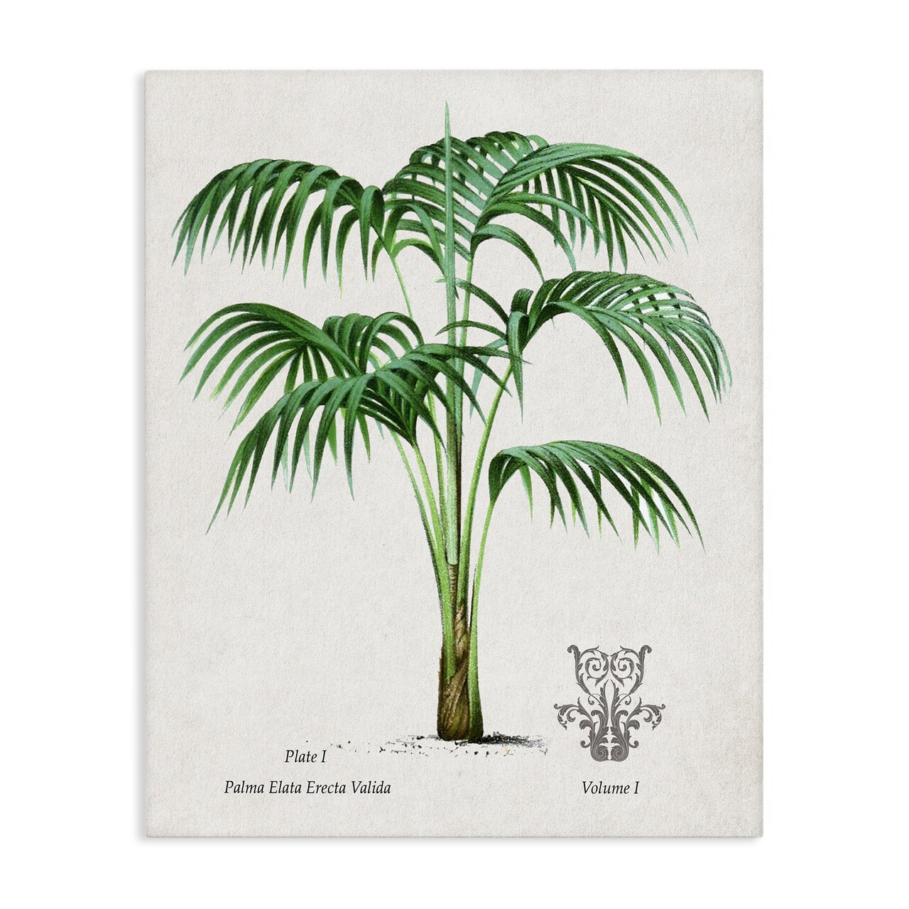 Stupell Industries Natural Palm Study Canvas, design by Val Rhodes
